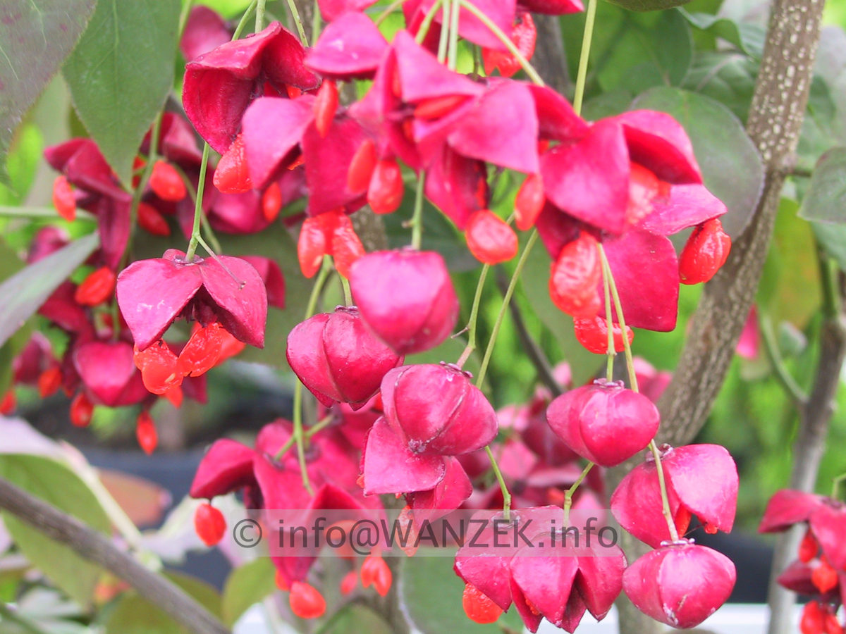 Euonymus planipes - Beerenmacro.jpg